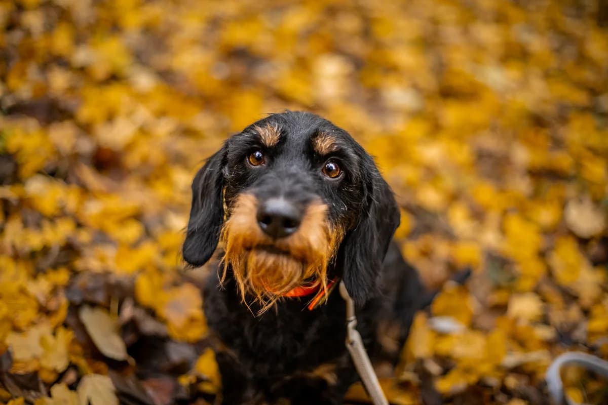 Igel, schwarz-braun male Dachshund for adoption at Tierheim Uhlenkrog Kiel, Kiel — photo 2 of 5