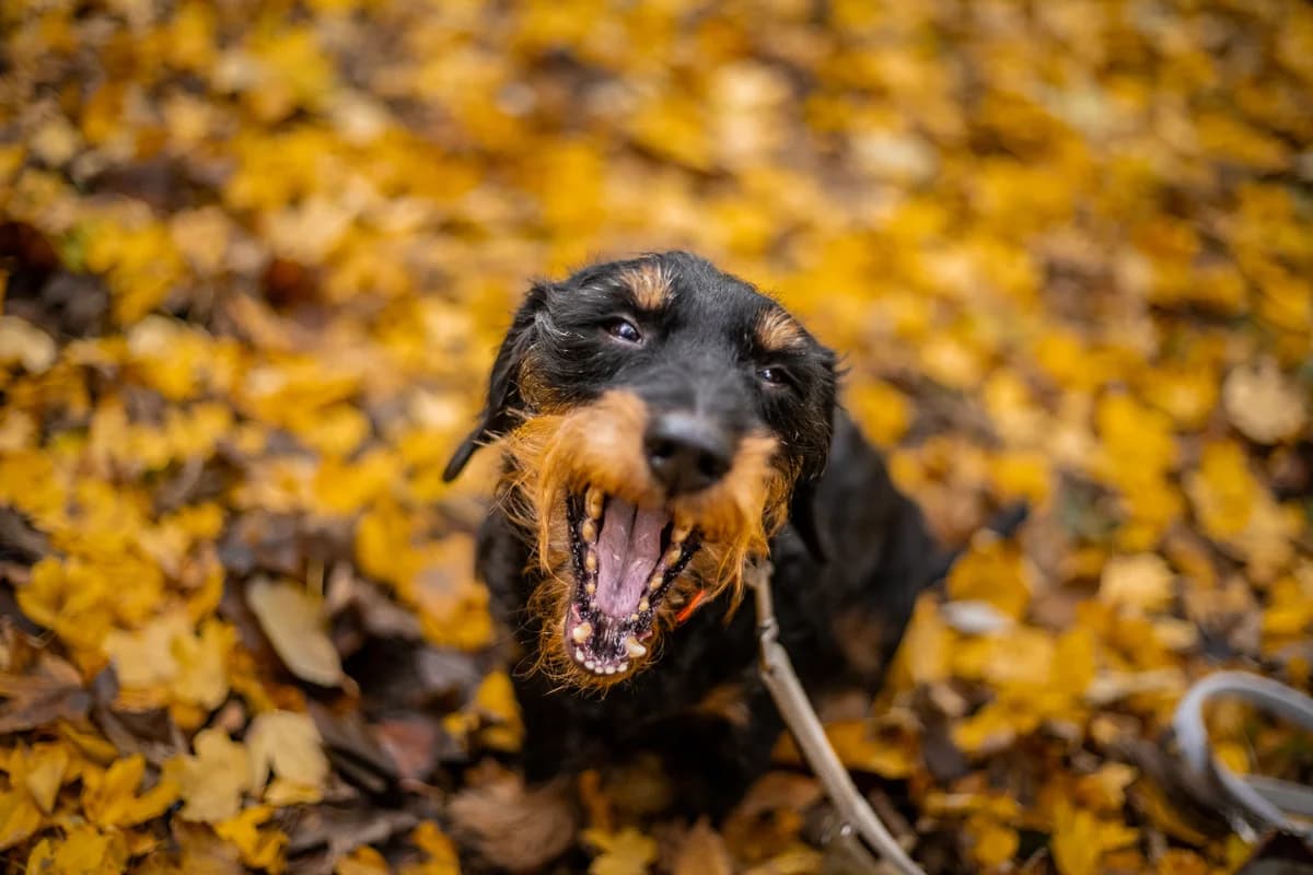 Igel, schwarz-braun male Dachshund for adoption at Tierheim Uhlenkrog Kiel, Kiel — photo 4 of 5