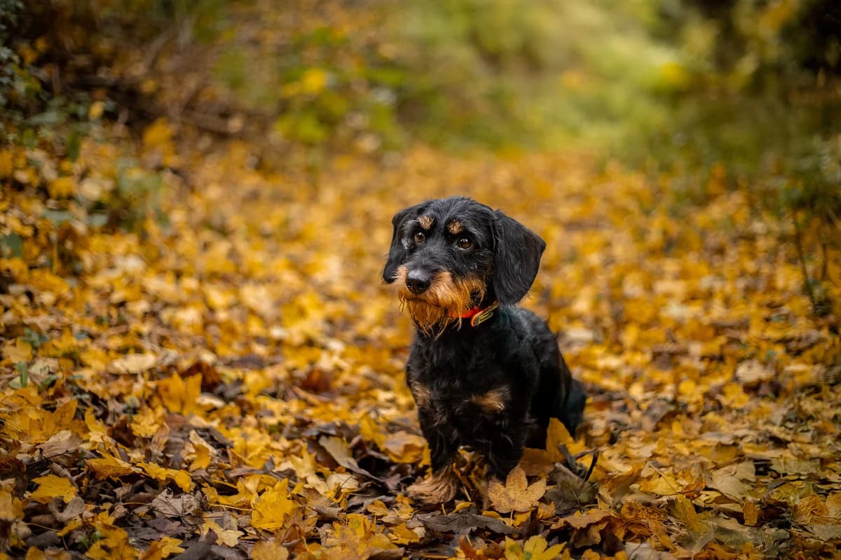 Igel, schwarz-braun male Dachshund for adoption at Tierheim Uhlenkrog Kiel, Kiel — photo 5 of 5