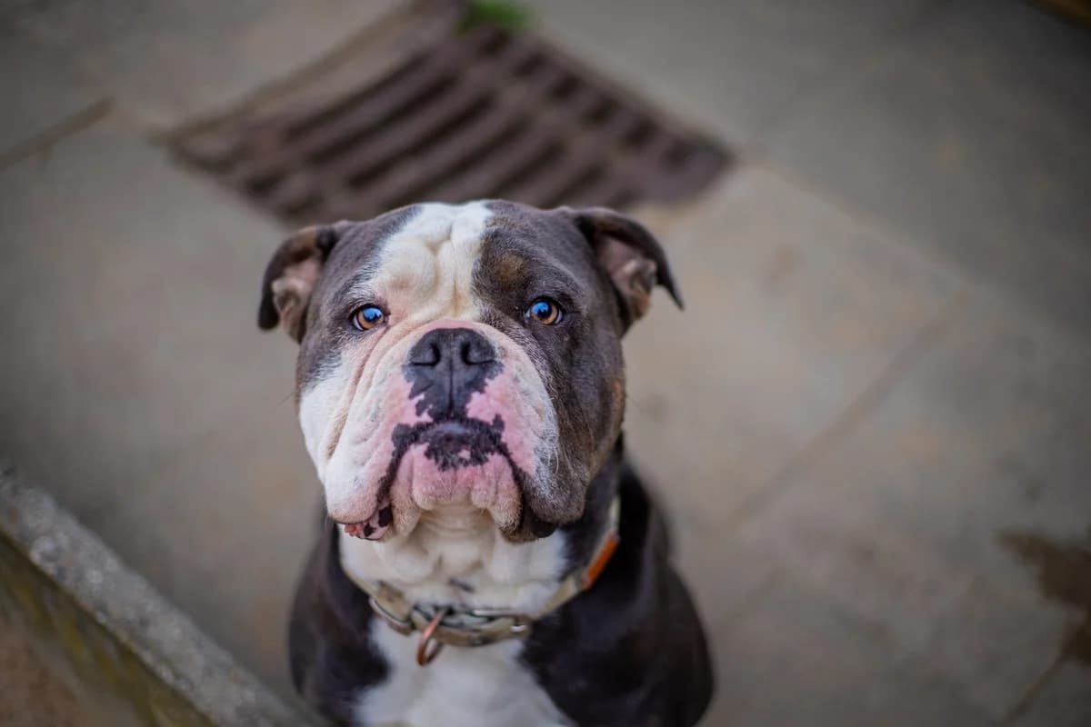 Jabba, dunkelbraun mit weiß male 3yo English Bulldog for adoption at Tierheim Uhlenkrog Kiel, Kiel