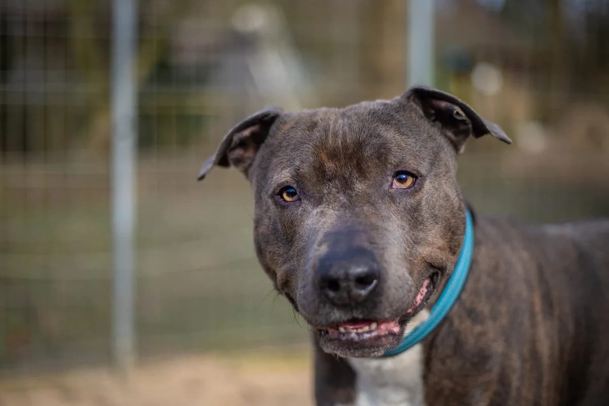 Jason, braun gestromt male Staffordshire Bull Terrier for adoption at Tierheim Uhlenkrog Kiel, Kiel