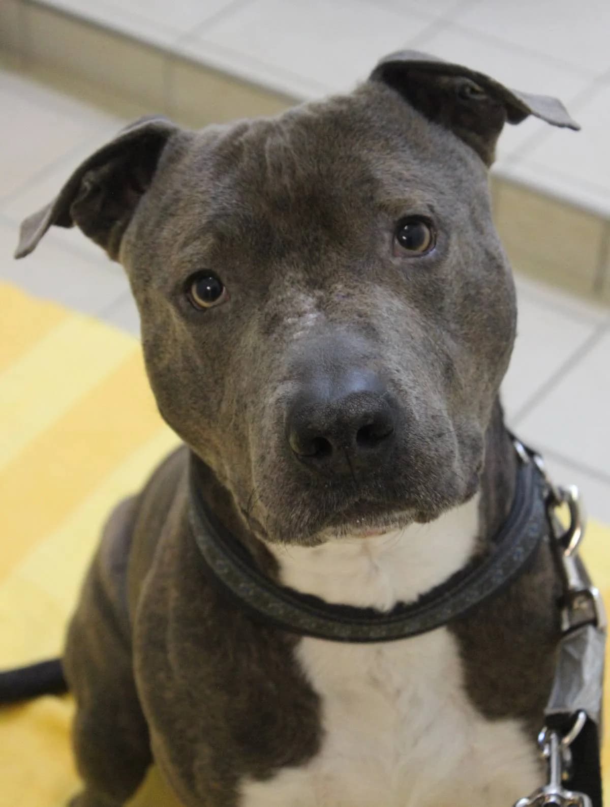 Jason, braun gestromt male Staffordshire Bull Terrier for adoption at Tierheim Uhlenkrog Kiel, Kiel — photo 2 of 5