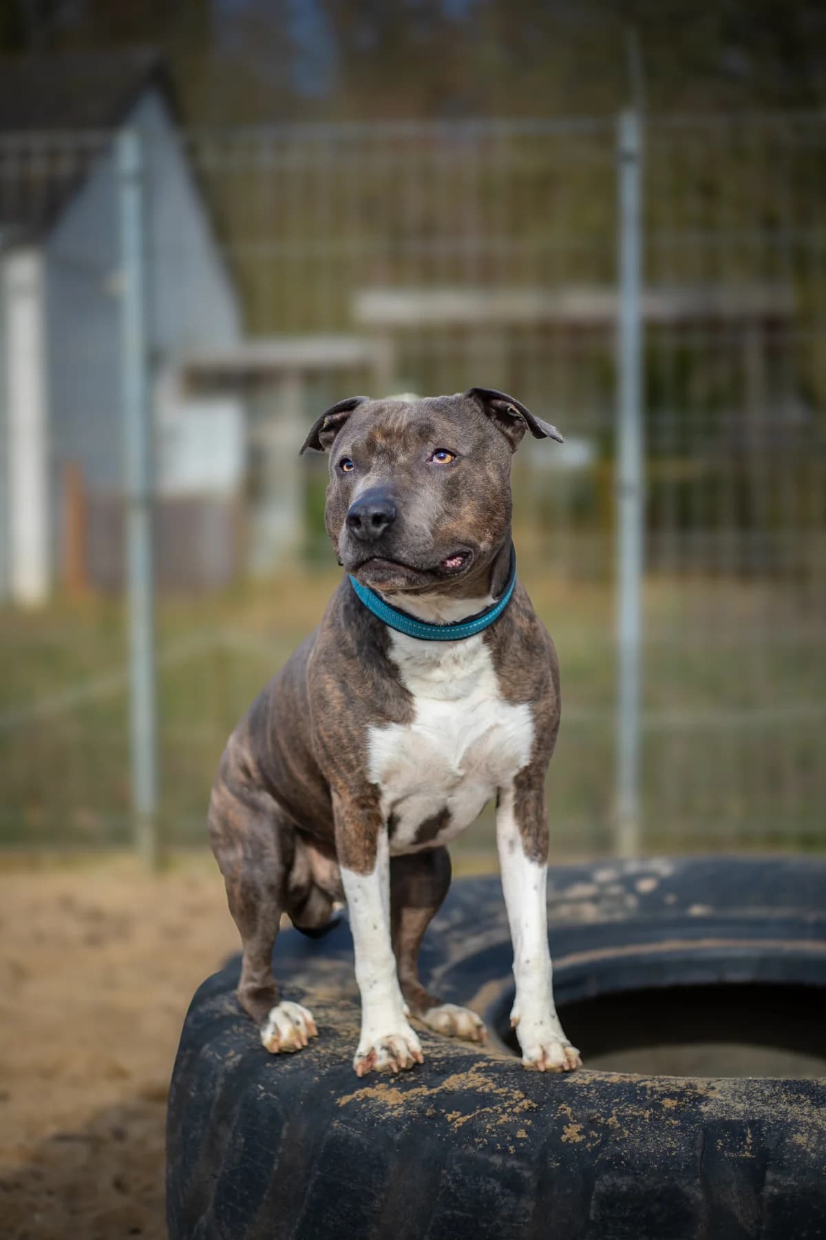 Jason, braun gestromt male Staffordshire Bull Terrier for adoption at Tierheim Uhlenkrog Kiel, Kiel — photo 3 of 5