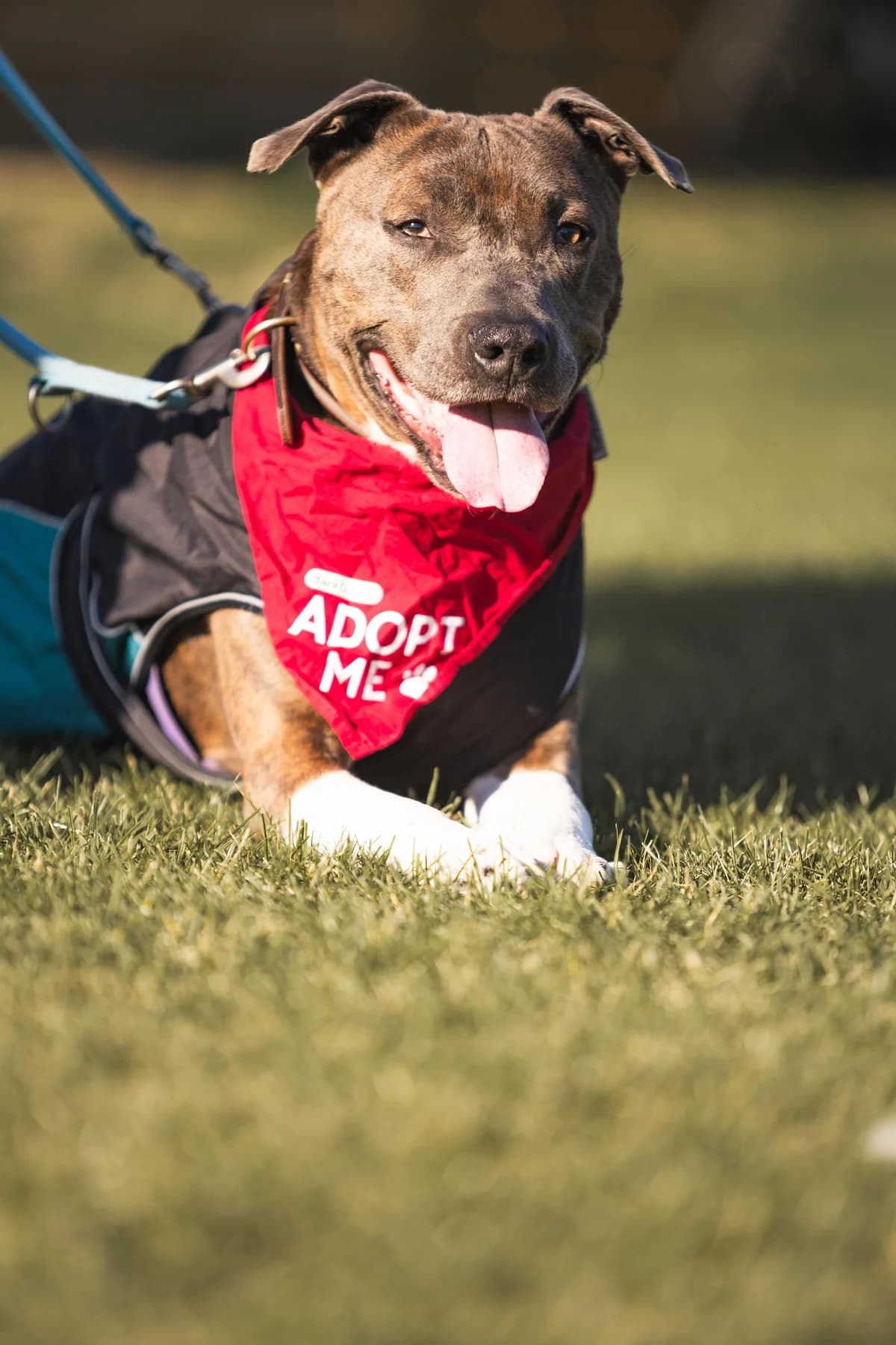 Jason, braun gestromt male Staffordshire Bull Terrier for adoption at Tierheim Uhlenkrog Kiel, Kiel — photo 4 of 5