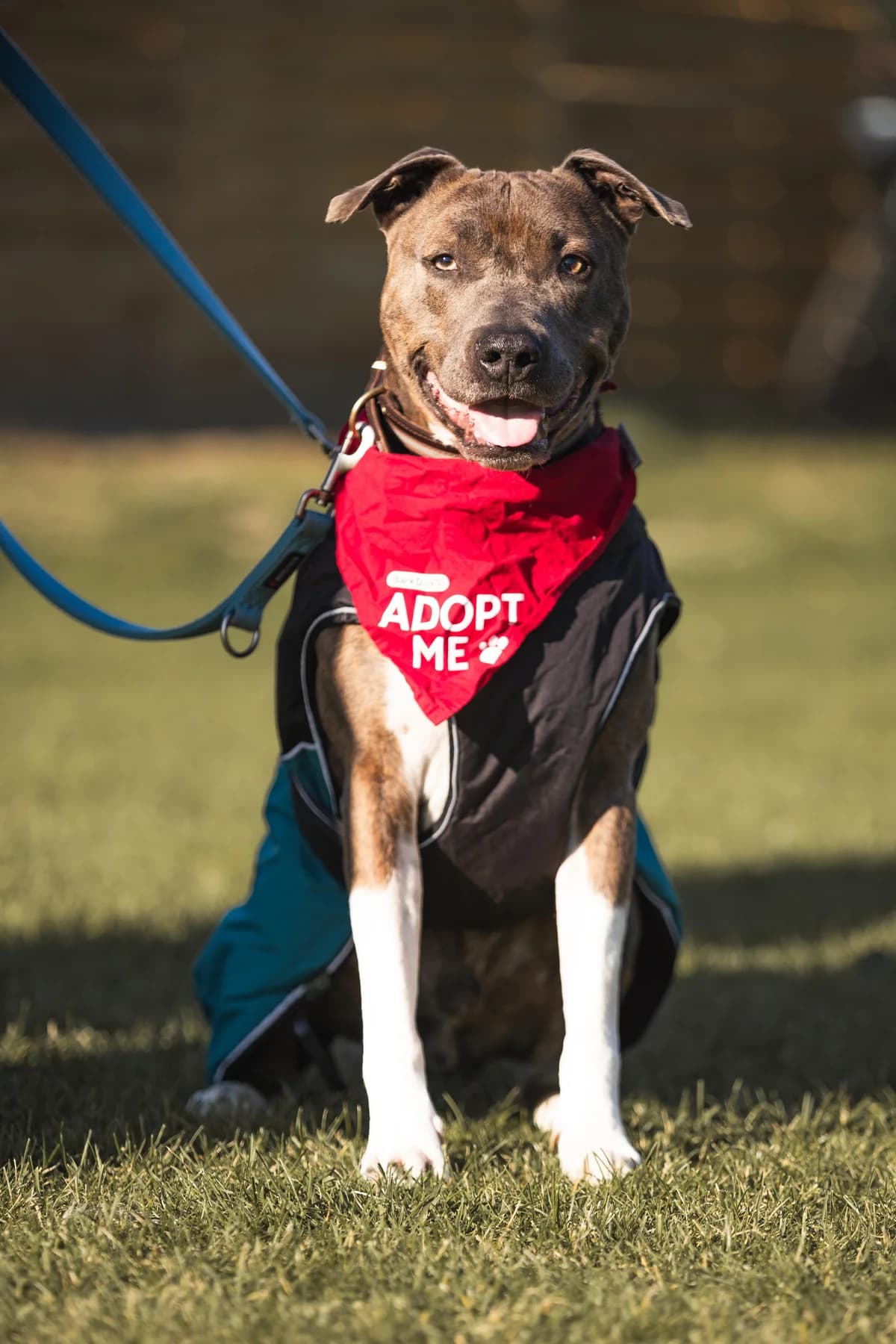Jason, braun gestromt male Staffordshire Bull Terrier for adoption at Tierheim Uhlenkrog Kiel, Kiel — photo 5 of 5