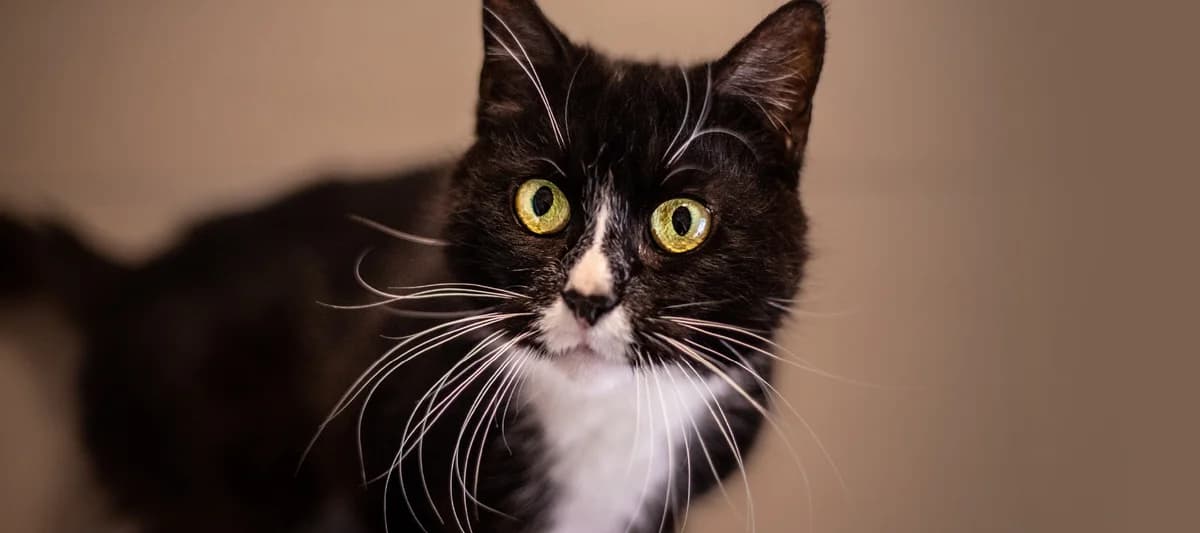 Kitzi, schwarz-weiß female European Shorthair for adoption at Tierheim Uhlenkrog Kiel, Kiel