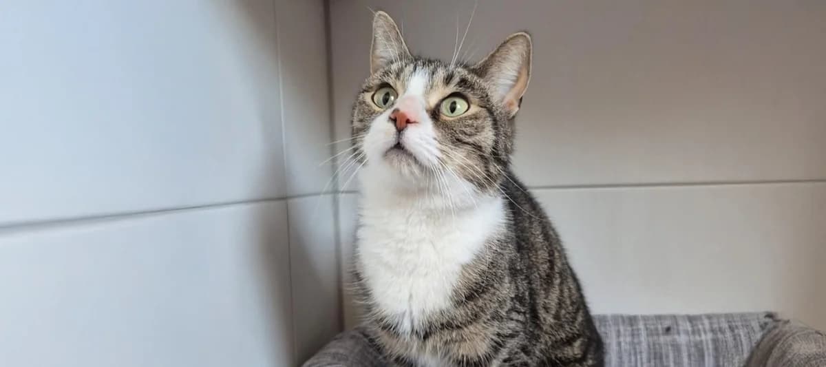 Koda, getigert mit weiß male 5yo European Shorthair for adoption at Tierheim Uhlenkrog Kiel, Kiel