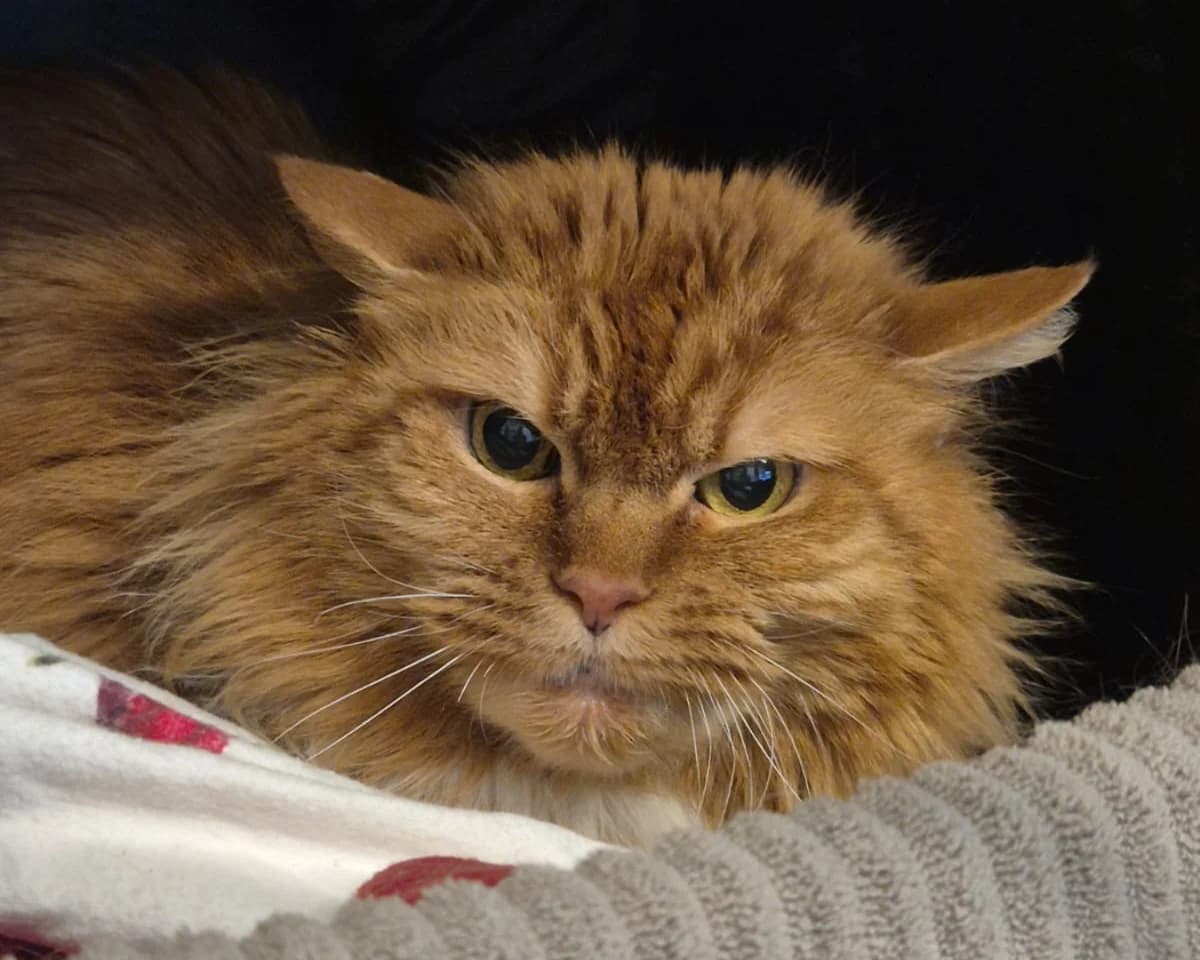 Laura, rot female European Shorthair for adoption at Tierheim Uhlenkrog Kiel, Kiel
