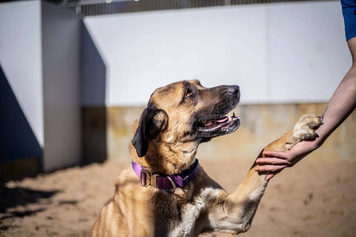 Layla, sandfarben female mixed breed for adoption at Tierheim Uhlenkrog Kiel, Kiel