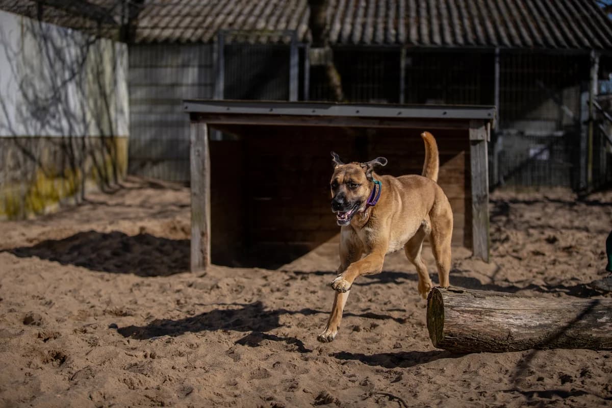 Layla, sandfarben female mixed breed for adoption at Tierheim Uhlenkrog Kiel, Kiel — photo 2 of 7