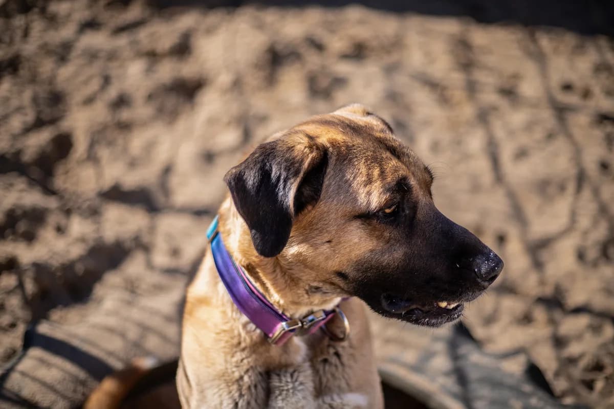 Layla, sandfarben female mixed breed for adoption at Tierheim Uhlenkrog Kiel, Kiel — photo 3 of 7