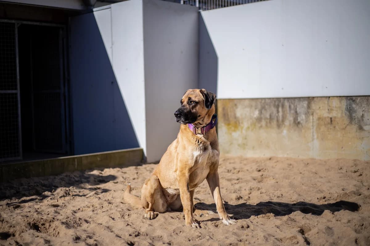 Layla, sandfarben female mixed breed for adoption at Tierheim Uhlenkrog Kiel, Kiel — photo 5 of 7