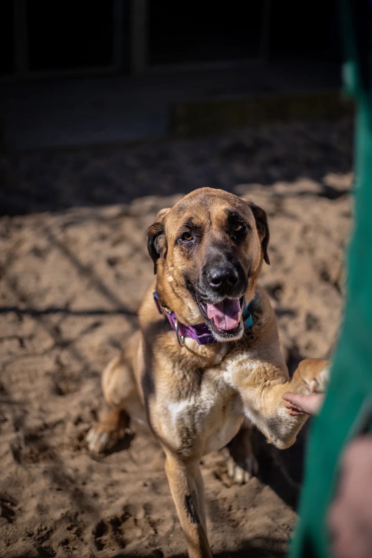 Layla, sandfarben female mixed breed for adoption at Tierheim Uhlenkrog Kiel, Kiel — photo 7 of 7