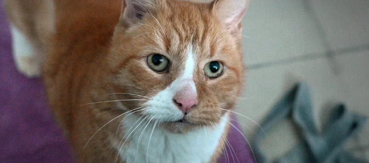 Mufasa, rot mit weiß male European Shorthair for adoption at Tierheim Uhlenkrog Kiel, Kiel