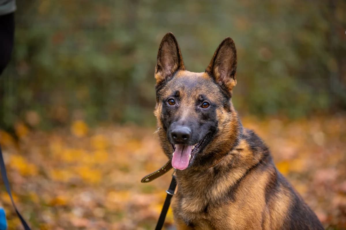Niki, braun schwarz male young Belgian Malinois for adoption at Tierheim Uhlenkrog Kiel, Kiel