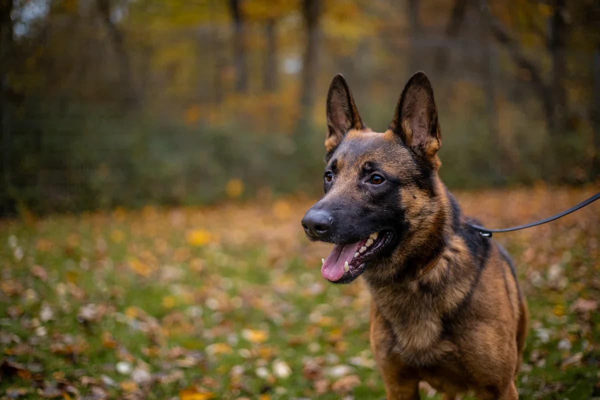 Niki, braun schwarz male Belgian Malinois for adoption at Tierheim Uhlenkrog Kiel, Kiel — photo 2 of 5