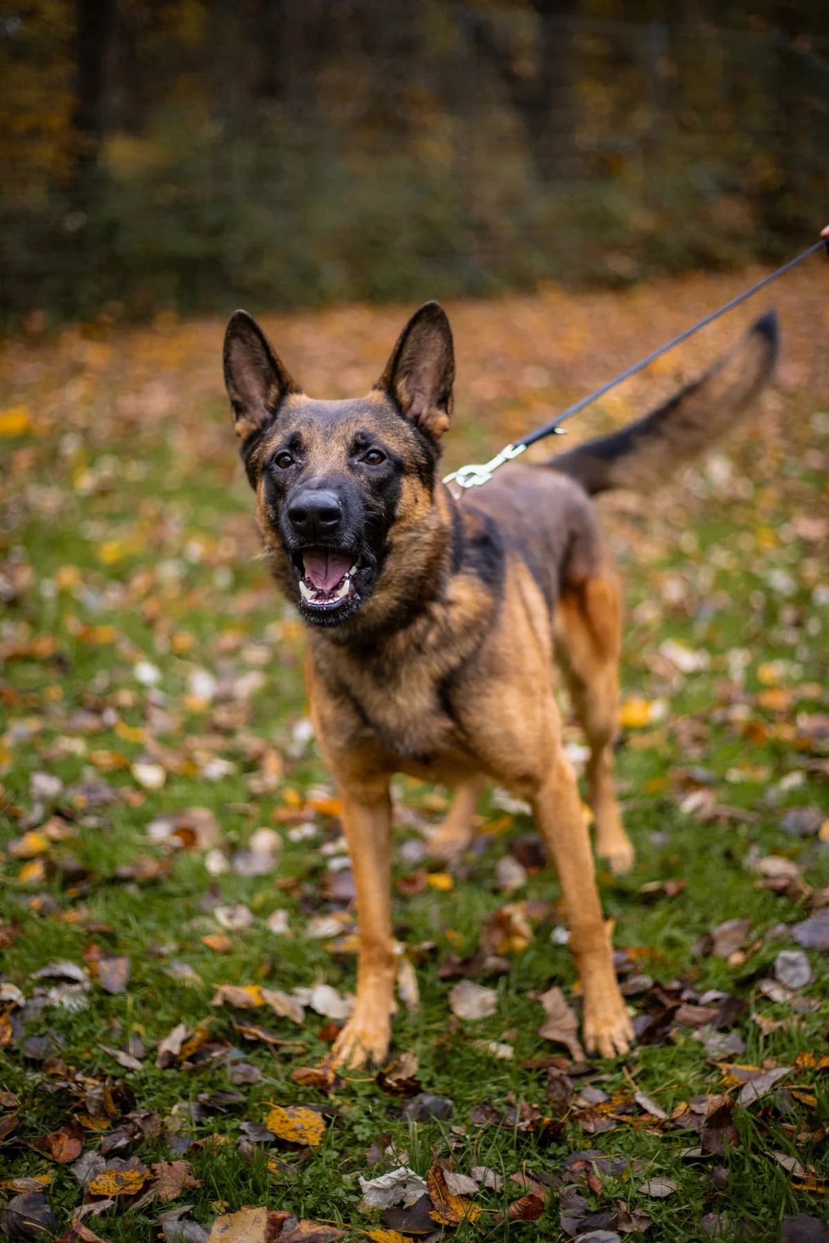 Niki, braun schwarz male Belgian Malinois for adoption at Tierheim Uhlenkrog Kiel, Kiel — photo 3 of 5
