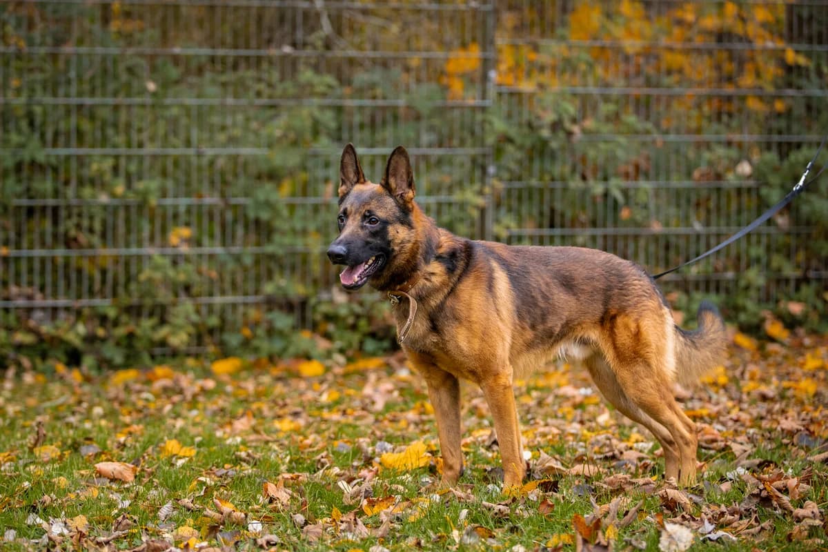 Niki, braun schwarz male Belgian Malinois for adoption at Tierheim Uhlenkrog Kiel, Kiel — photo 4 of 5