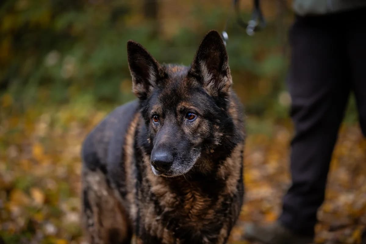 Peiko, schwarz-braun male senior German Shepherd for adoption at Tierheim Uhlenkrog Kiel, Kiel
