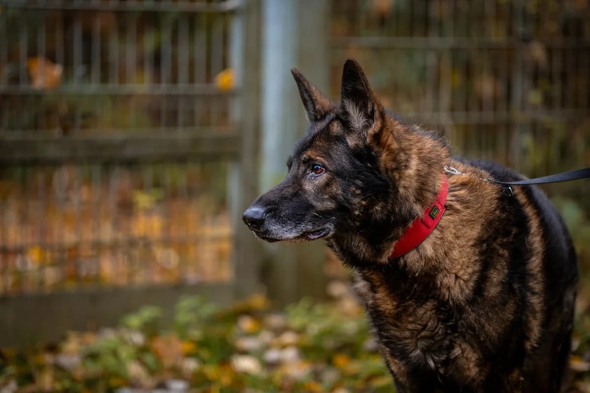 Peiko, schwarz-braun male German Shepherd for adoption at Tierheim Uhlenkrog Kiel, Kiel — photo 3 of 5
