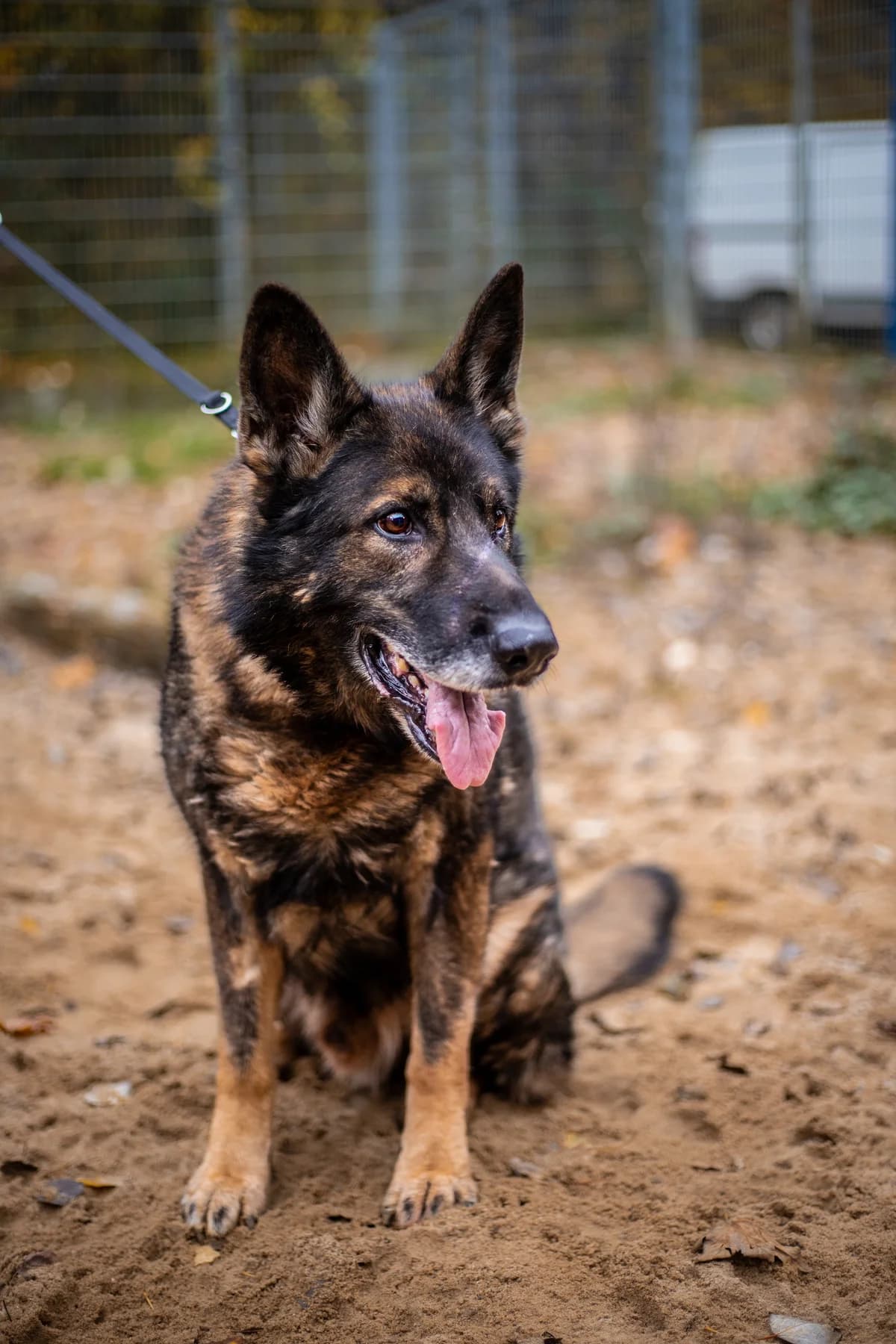 Peiko, schwarz-braun male German Shepherd for adoption at Tierheim Uhlenkrog Kiel, Kiel — photo 4 of 5