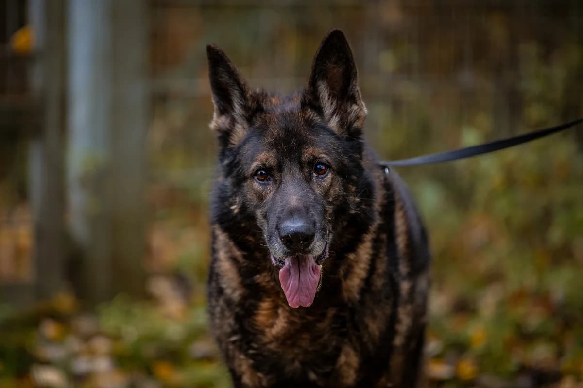 Peiko, schwarz-braun male German Shepherd for adoption at Tierheim Uhlenkrog Kiel, Kiel — photo 5 of 5