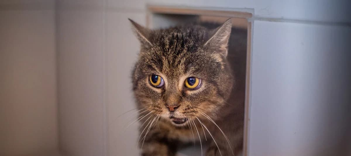 Raven, getigert female European Shorthair for adoption at Tierheim Uhlenkrog Kiel, Kiel