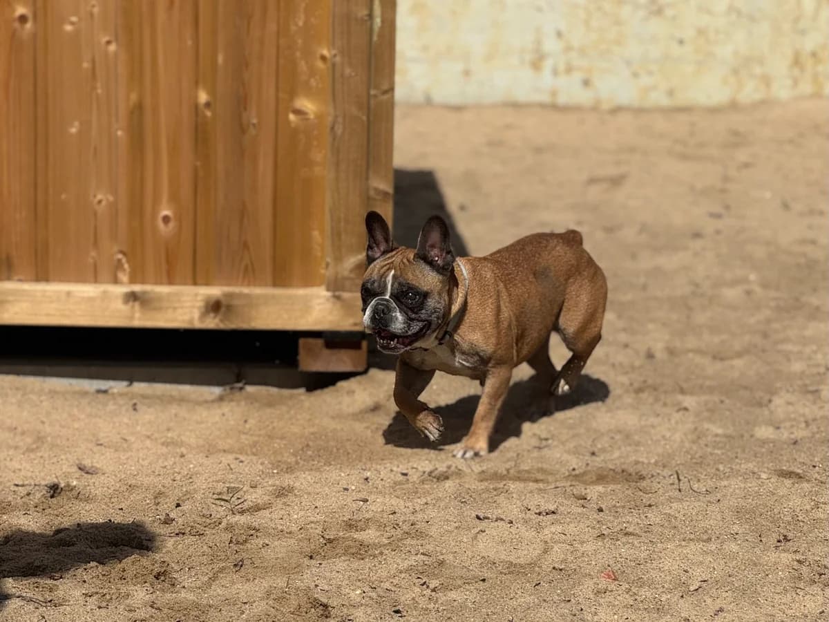 Sally, braun female senior English Bulldog for adoption at Tierheim Uhlenkrog Kiel, Kiel