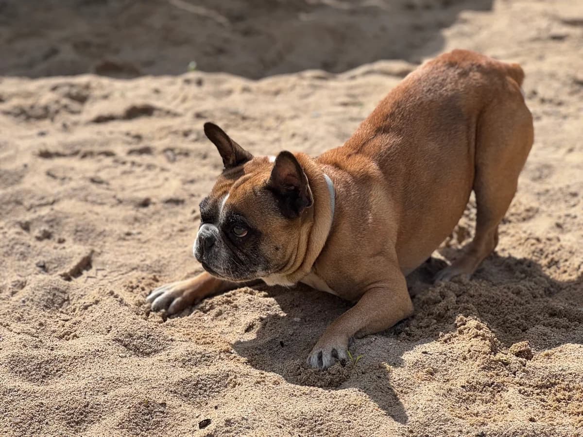 Sally, braun female English Bulldog for adoption at Tierheim Uhlenkrog Kiel, Kiel — photo 2 of 5