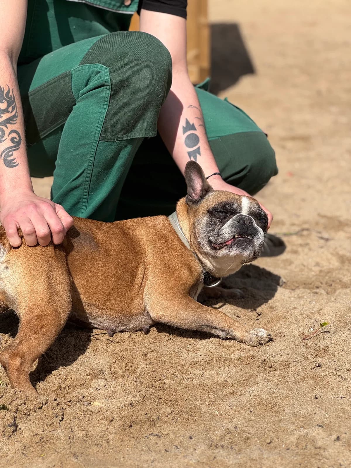 Sally, braun female English Bulldog for adoption at Tierheim Uhlenkrog Kiel, Kiel — photo 3 of 5