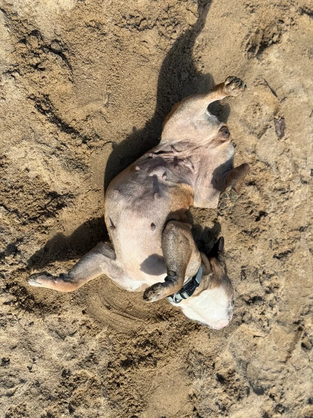 Sally, braun female English Bulldog for adoption at Tierheim Uhlenkrog Kiel, Kiel — photo 4 of 5