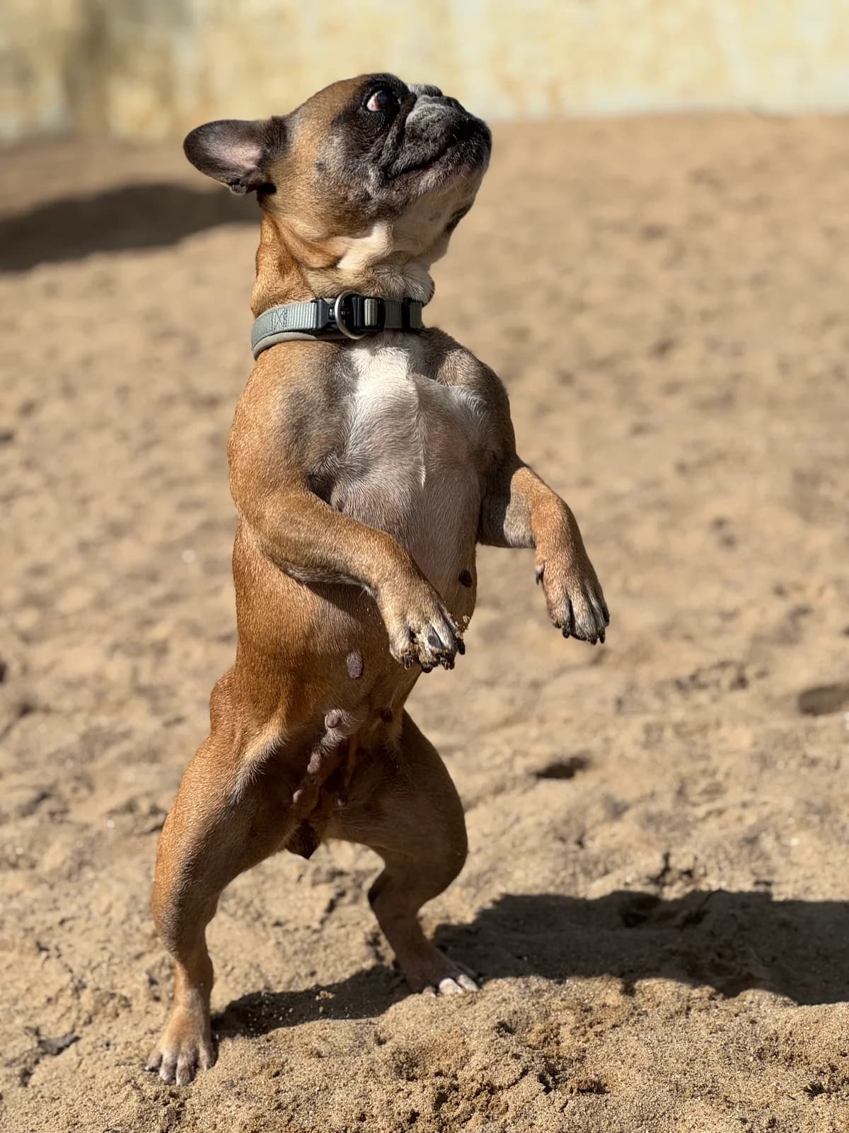 Sally, braun female English Bulldog for adoption at Tierheim Uhlenkrog Kiel, Kiel — photo 5 of 5