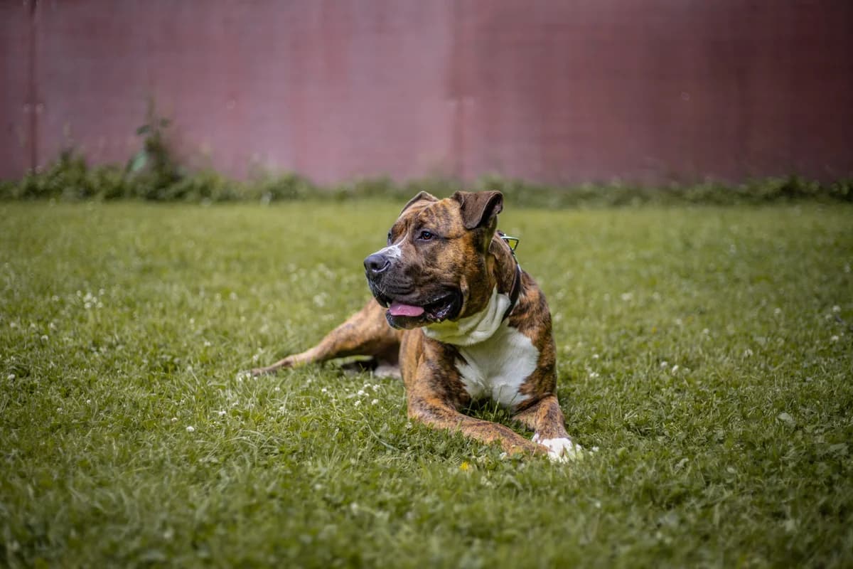 Timur, braun gestromt male 3yo mixed breed for adoption at Tierheim Uhlenkrog Kiel, Kiel