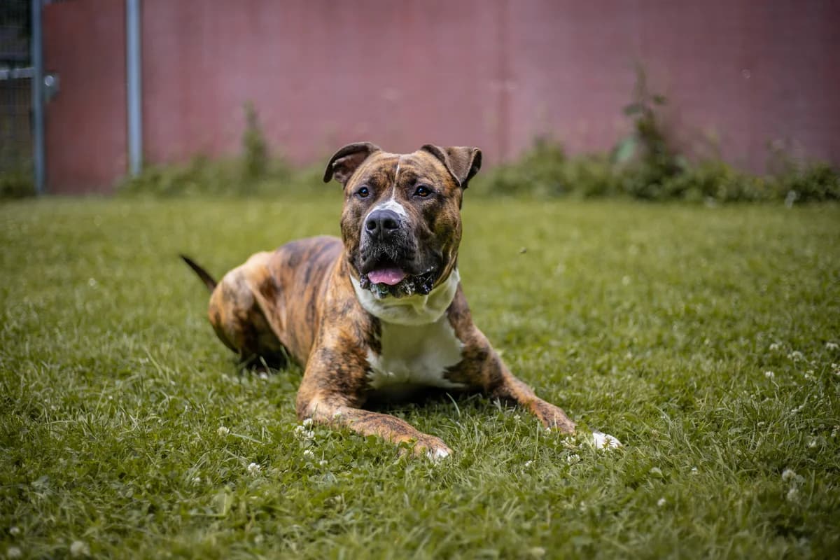 Timur, braun gestromt male mixed breed for adoption at Tierheim Uhlenkrog Kiel, Kiel — photo 2 of 5