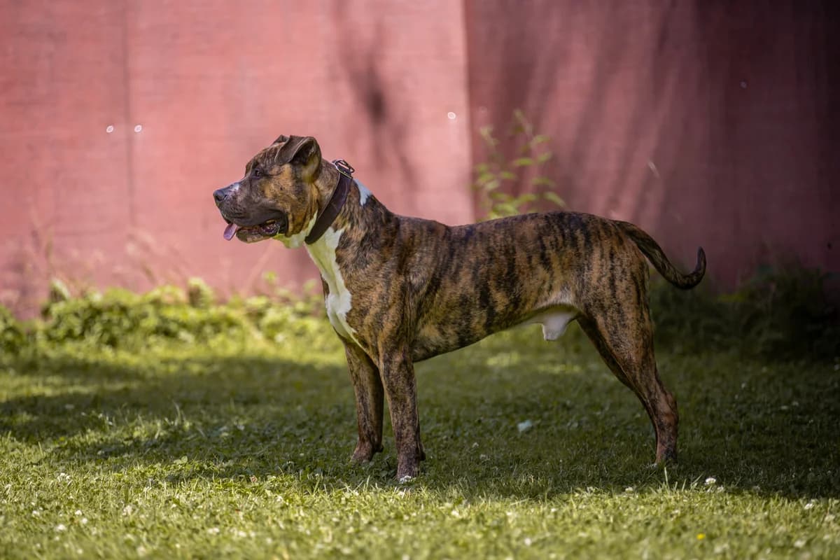 Timur, braun gestromt male mixed breed for adoption at Tierheim Uhlenkrog Kiel, Kiel — photo 3 of 5