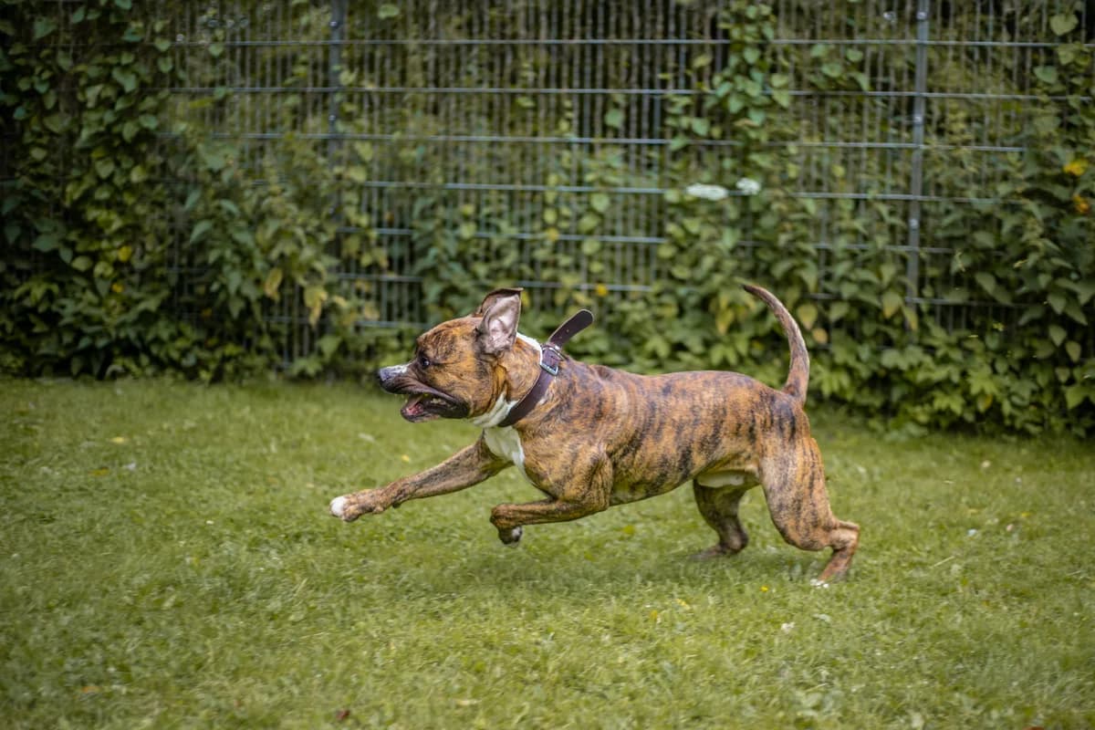 Timur, braun gestromt male mixed breed for adoption at Tierheim Uhlenkrog Kiel, Kiel — photo 5 of 5