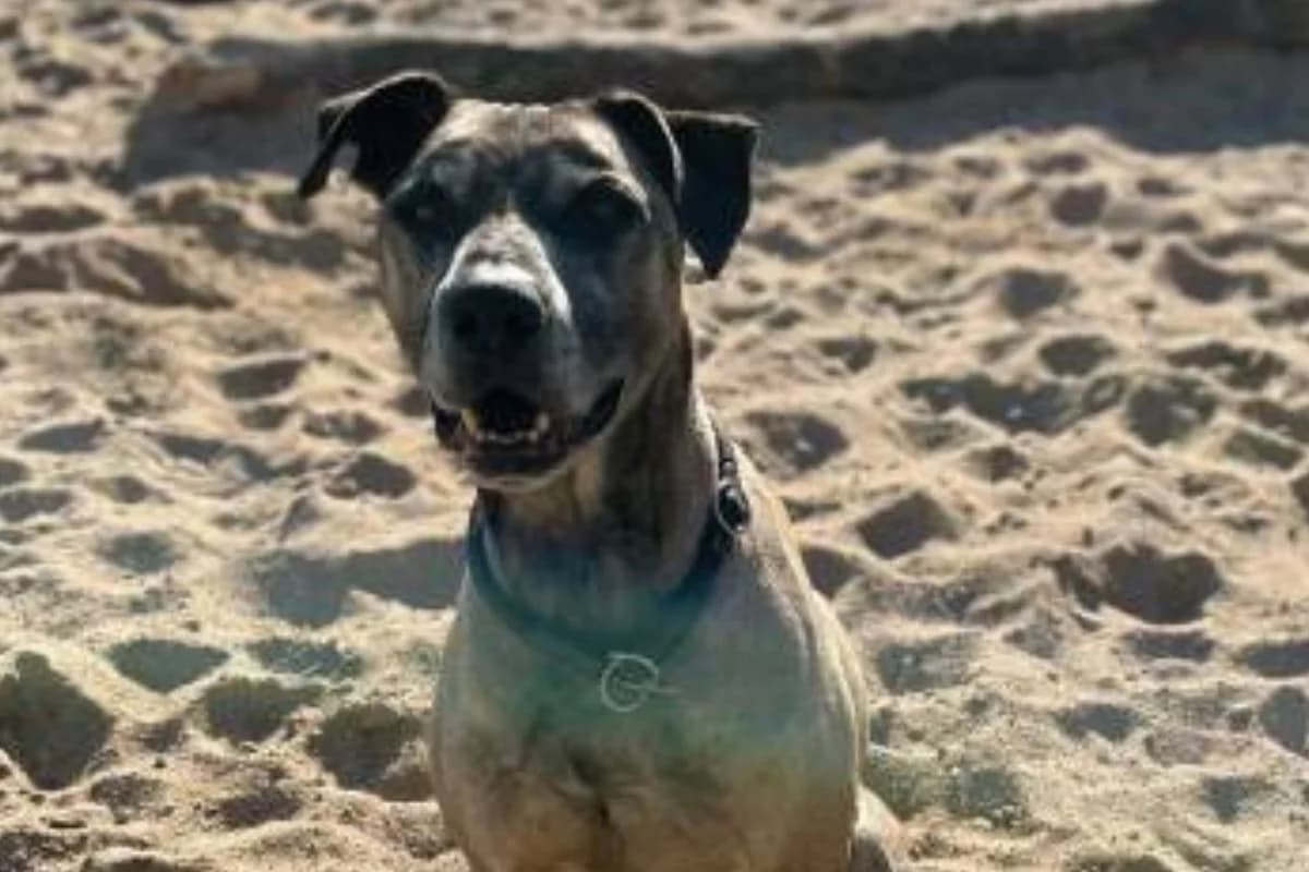Usher, braun male Rhodesian Ridgeback for adoption at Tierheim Uhlenkrog Kiel, Kiel