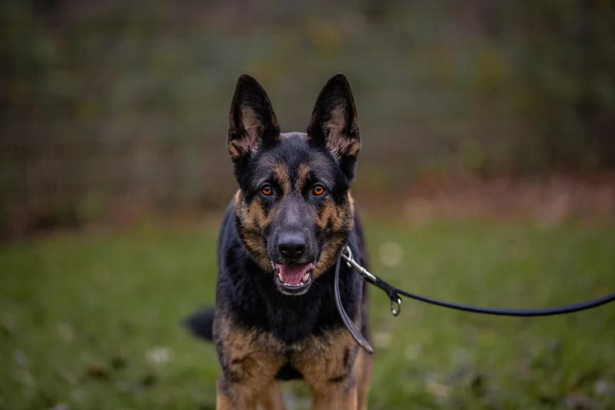 Vika, schwarz/braun female German Shepherd for adoption at Tierheim Uhlenkrog Kiel, Kiel