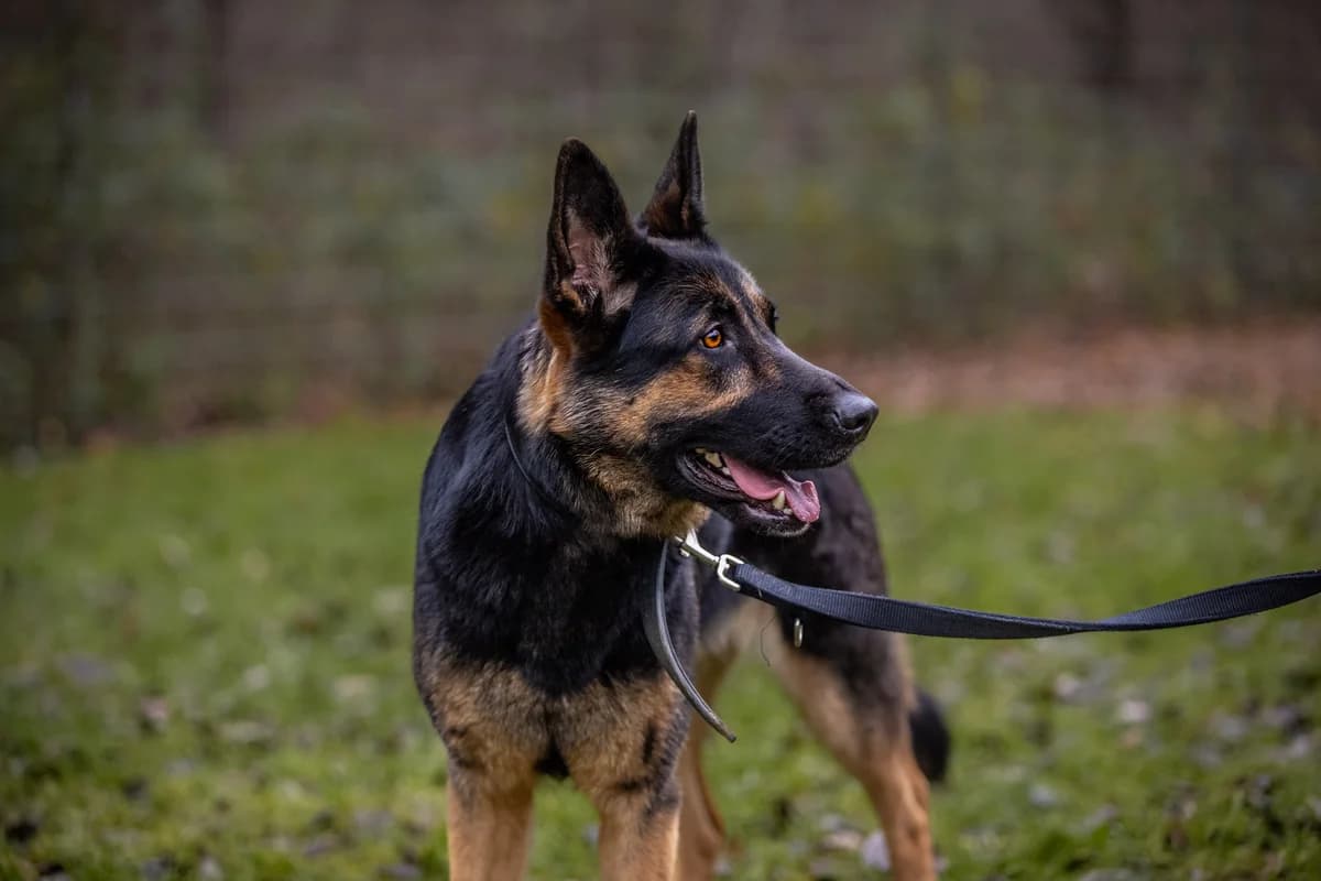 Vika, schwarz/braun female German Shepherd for adoption at Tierheim Uhlenkrog Kiel, Kiel — photo 2 of 4