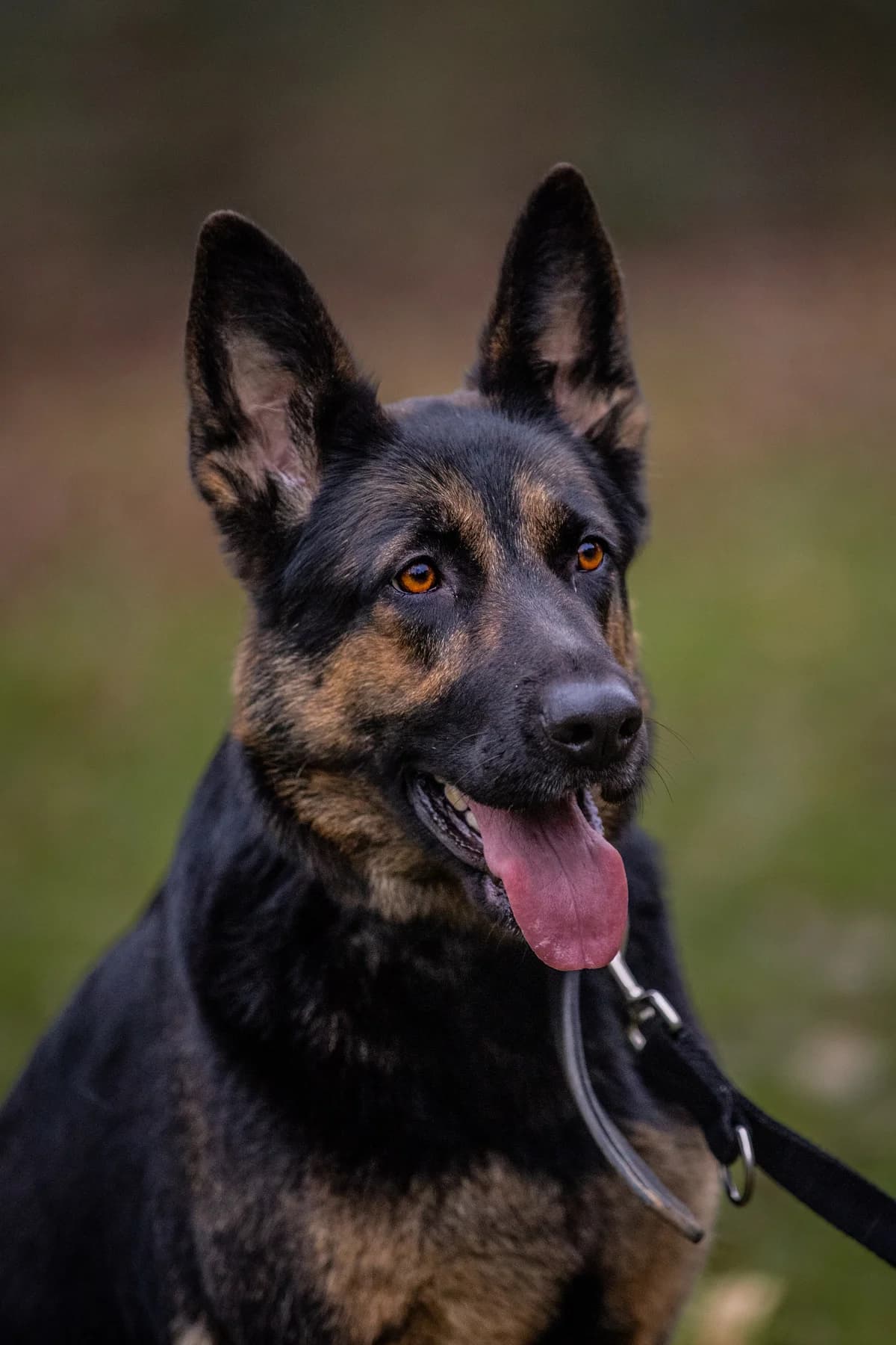 Vika, schwarz/braun female German Shepherd for adoption at Tierheim Uhlenkrog Kiel, Kiel — photo 4 of 4