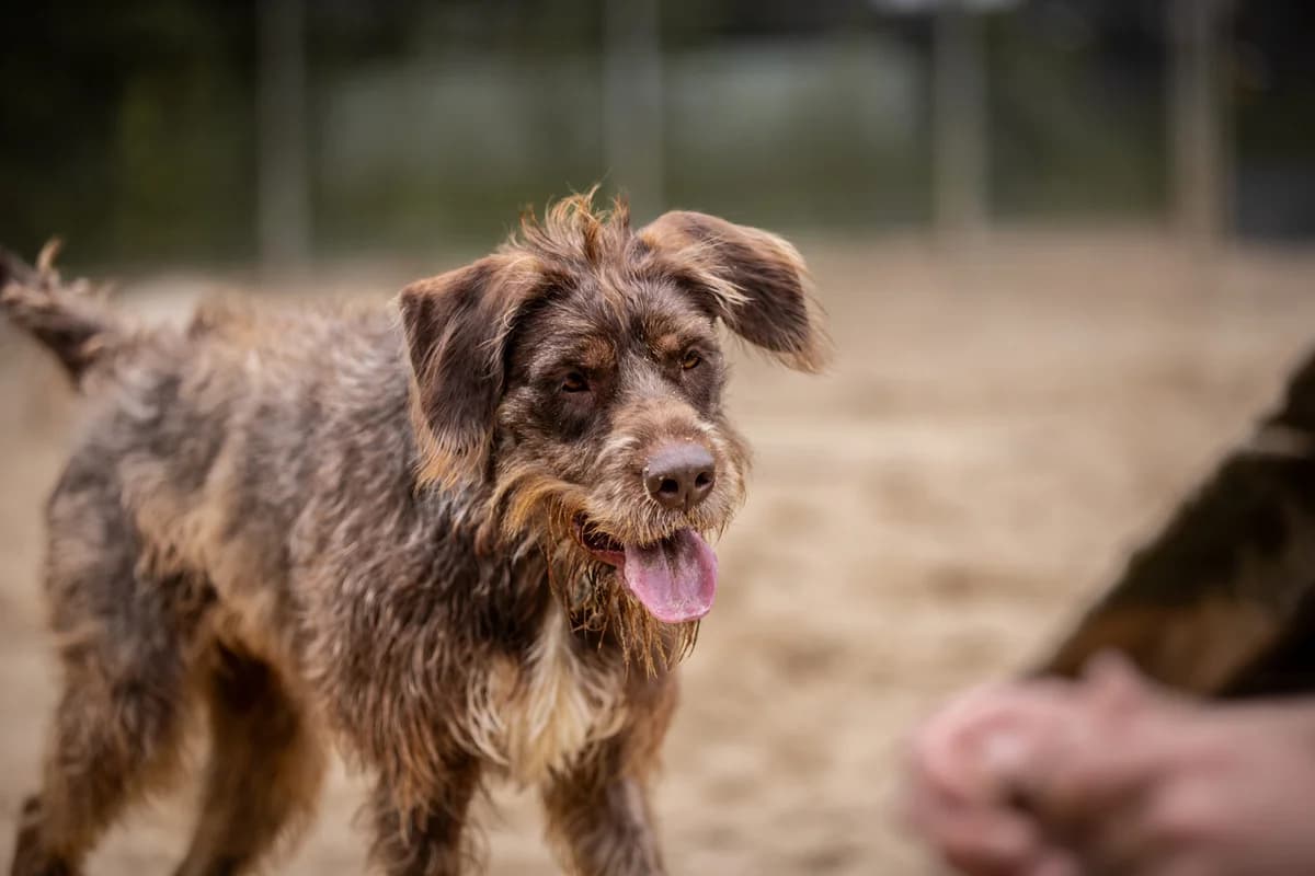 Yoko, braun female mixed breed for adoption at Tierheim Uhlenkrog Kiel, Kiel