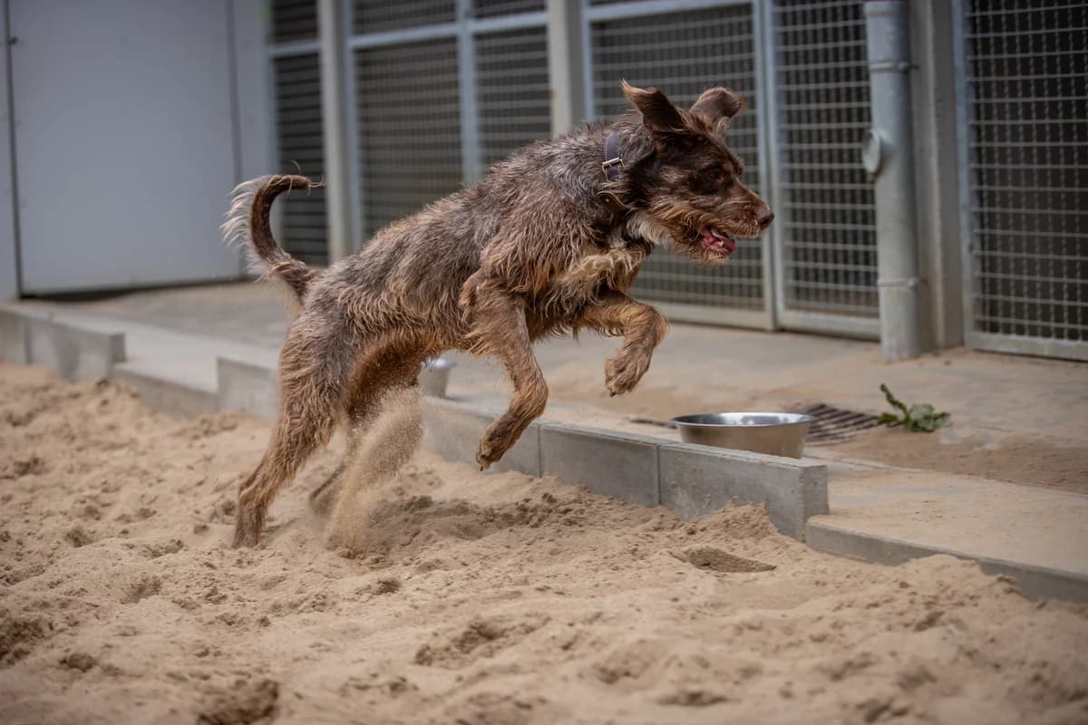 Yoko, braun female mixed breed for adoption at Tierheim Uhlenkrog Kiel, Kiel — photo 2 of 5