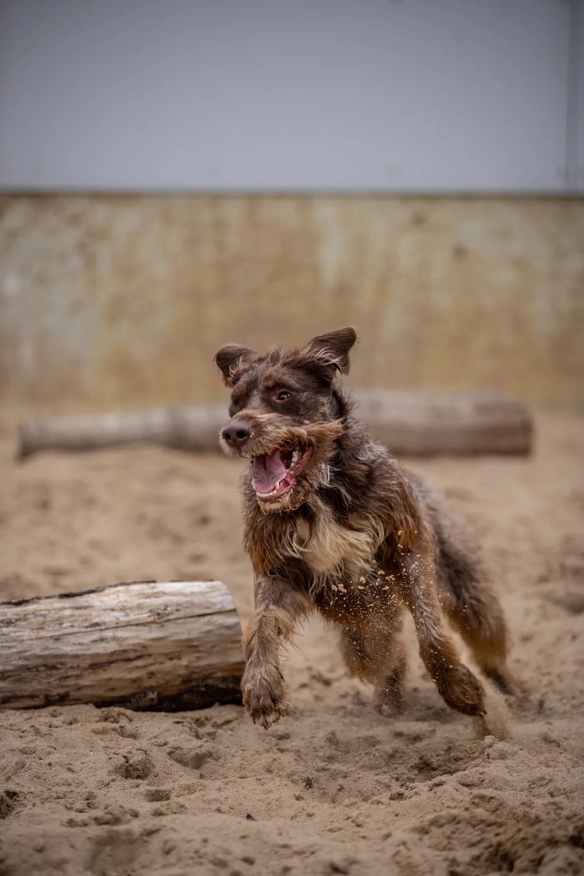 Yoko, braun female mixed breed for adoption at Tierheim Uhlenkrog Kiel, Kiel — photo 3 of 5