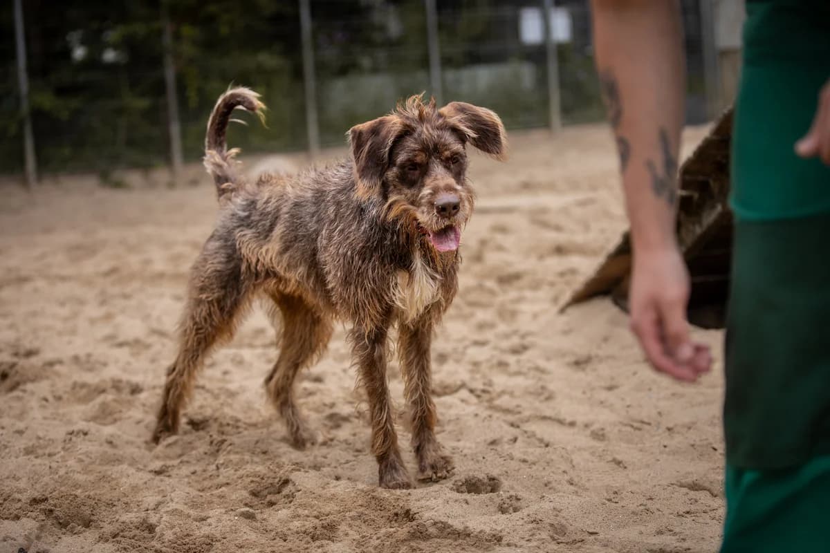 Yoko, braun female mixed breed for adoption at Tierheim Uhlenkrog Kiel, Kiel — photo 4 of 5