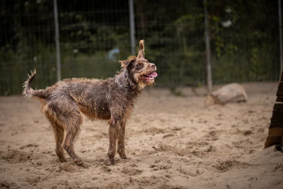 Yoko, braun female mixed breed for adoption at Tierheim Uhlenkrog Kiel, Kiel — photo 5 of 5