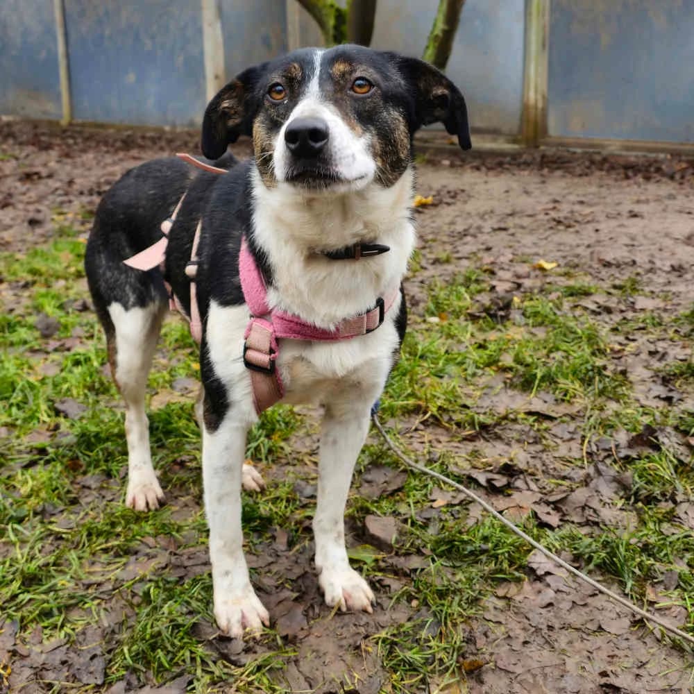 Daria,  4yo Mixed Breed for adoption at Tierheim Kleinheubach