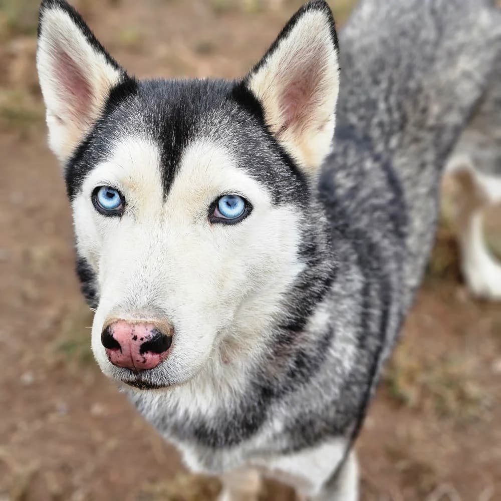 Tjara,  7yo Mixed Breed for adoption at Tierheim Kleinheubach