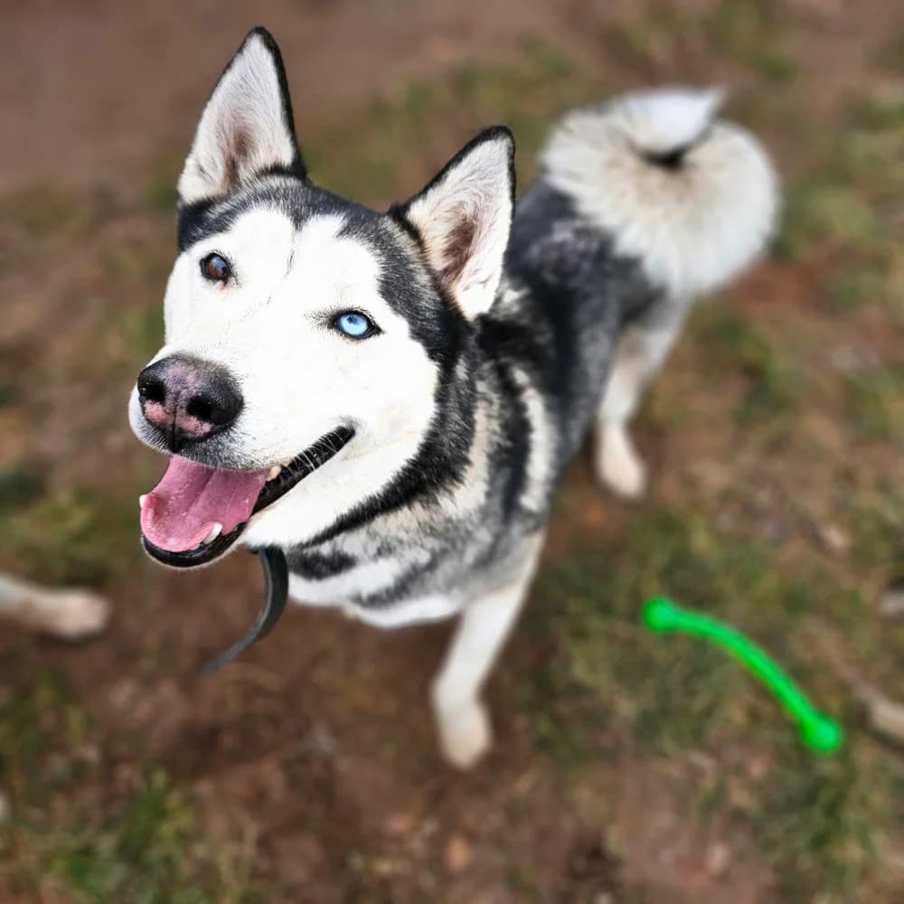 Amun,  7yo Mixed Breed for adoption at Tierheim Kleinheubach