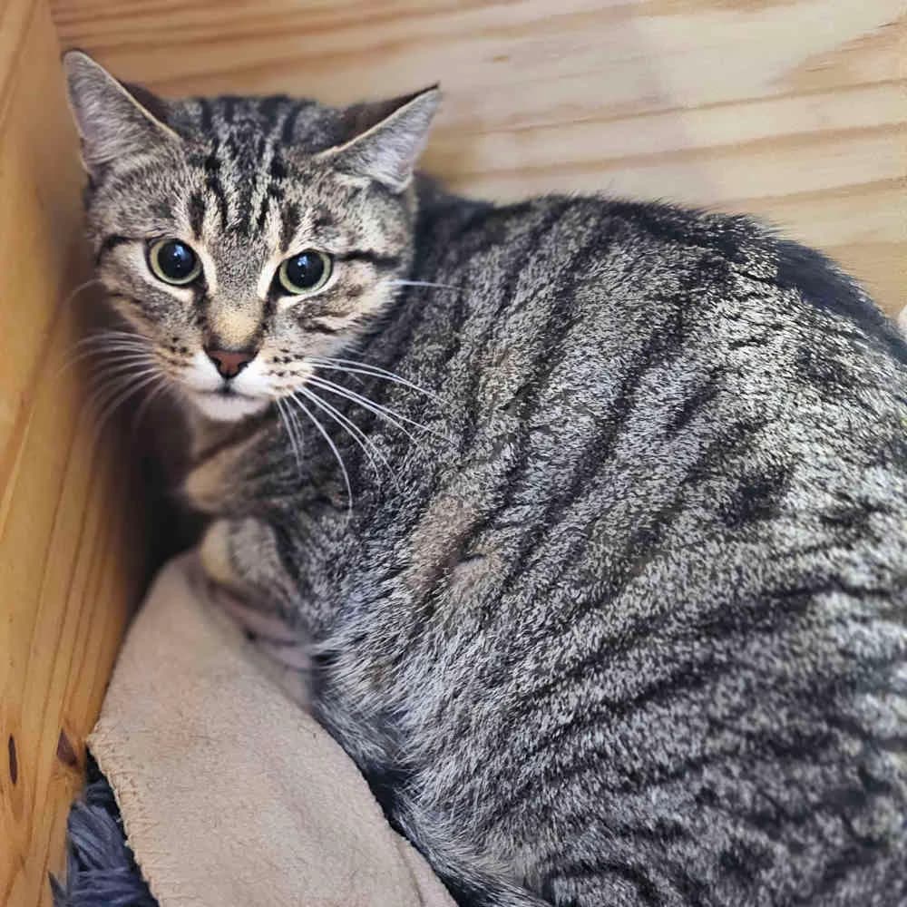 Zimt,  5yo Mixed Breed for adoption at Tierheim Kleinheubach