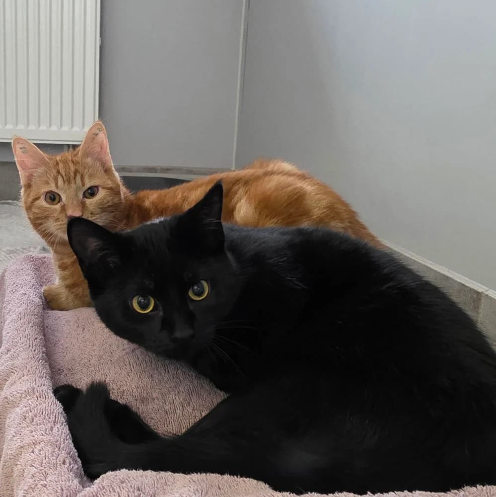 Kleine Tante & Herr Nielson,  young Mixed Breed for adoption at Tierheim Kleinheubach